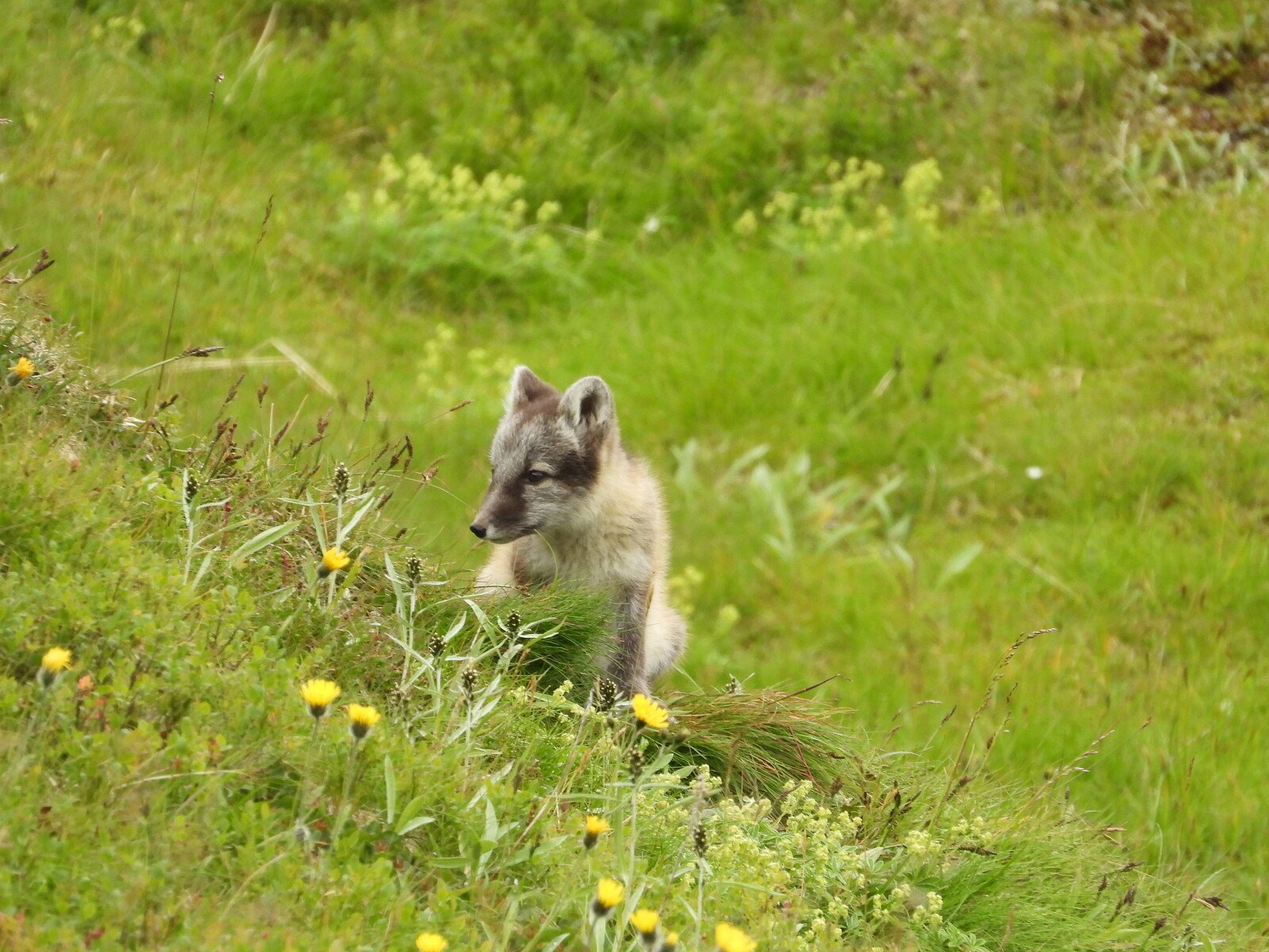 Summer's Election Luck Gives Hope for the Arctic Fox