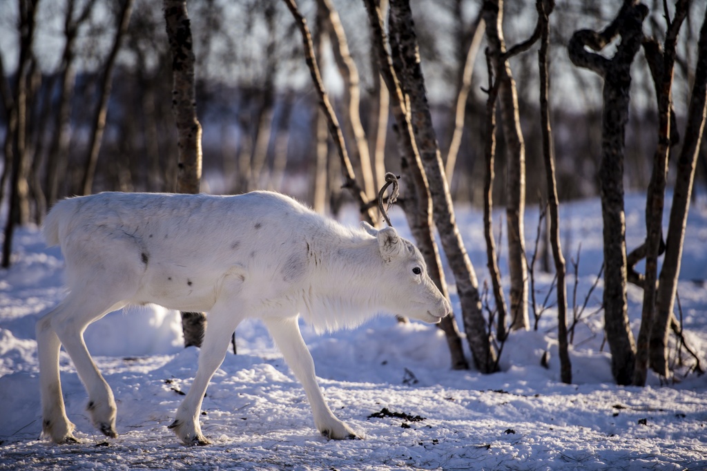 New Mining Agreement - Sami Community Withdraws Appeal