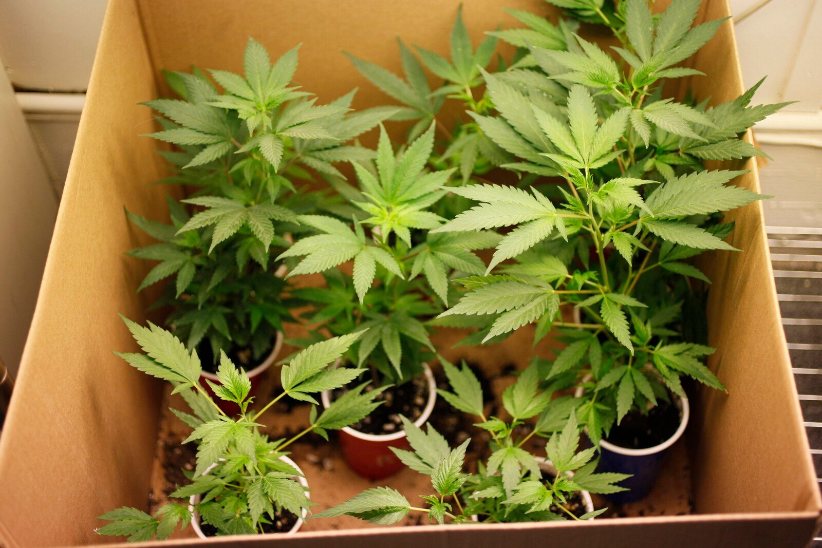 The Police Tracked Down Cannabis Cultivation