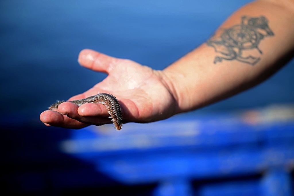 Meat-eating sea cucumber thrives in the Mediterranean's warmth