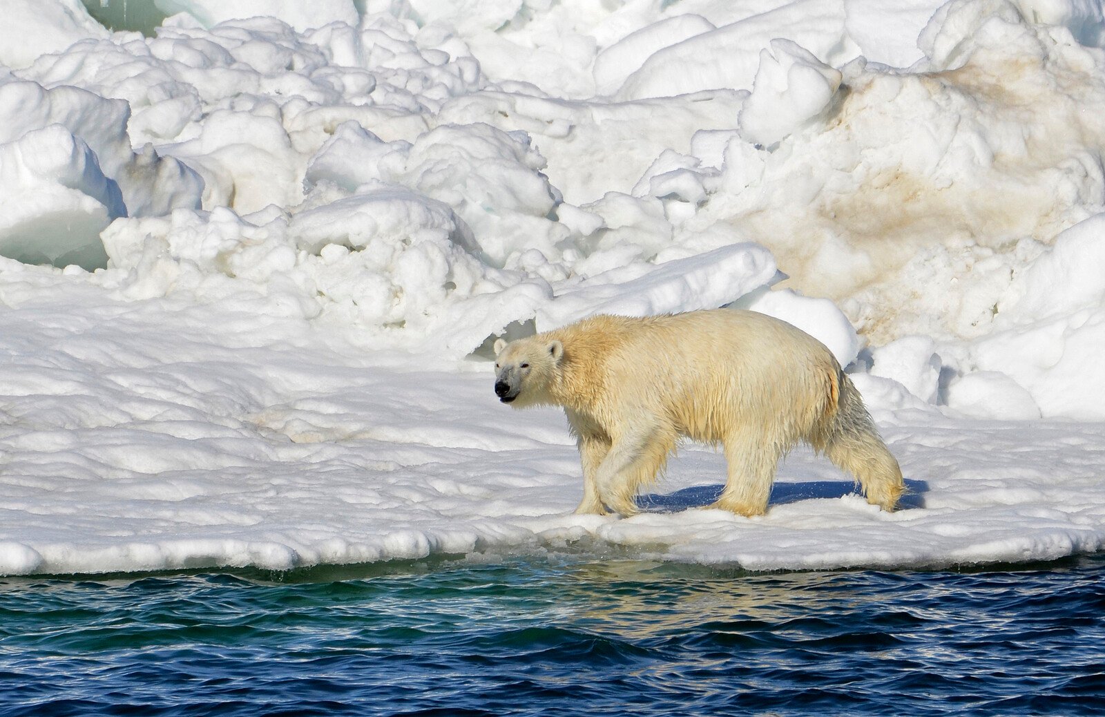 Warmer Arctic tears apart polar bear's paws