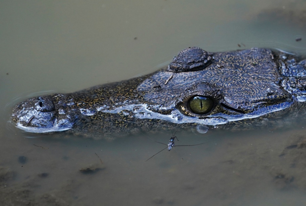 200 Crocodiles in Mexican Cities After Bad Weather