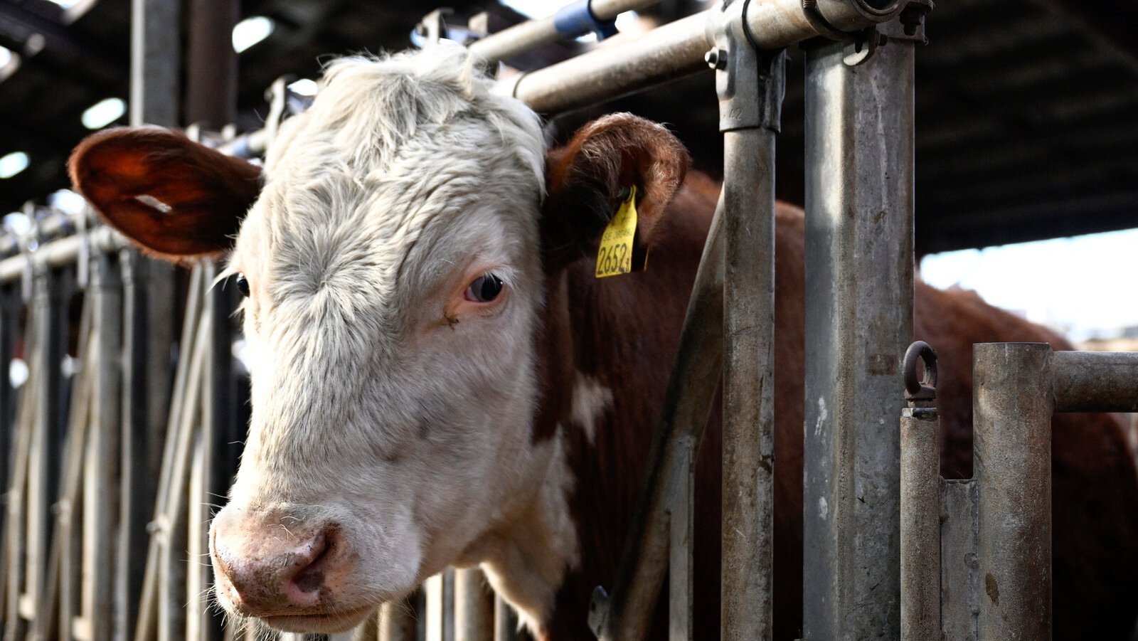 No increased risk after outbreak among German buffalo