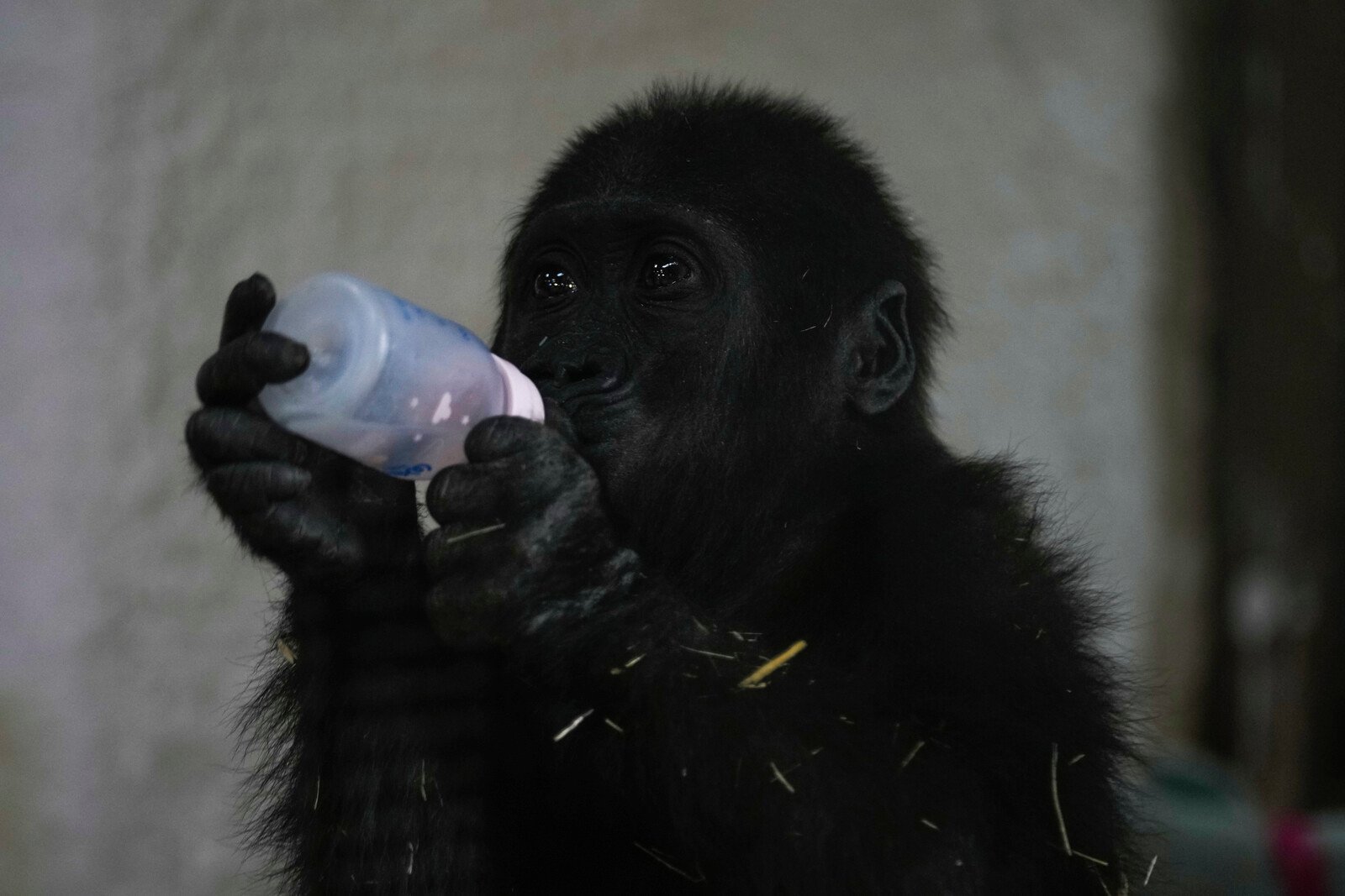 Gorilla Baby Found in Airplane Cargo Hold