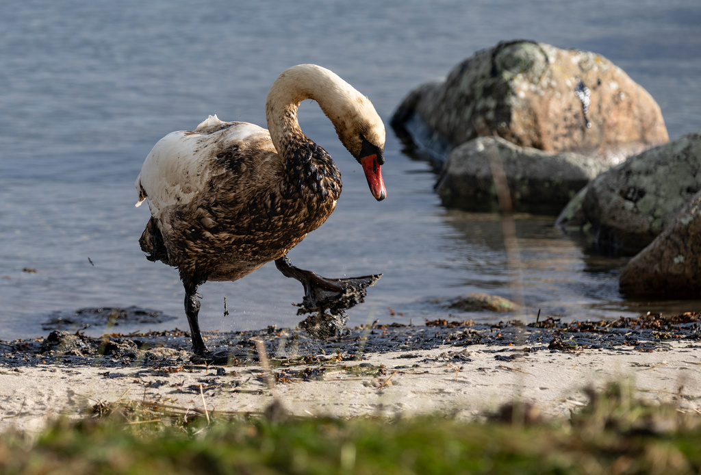 Only Nine Birds Rescued in Bird Wash in Blekinge