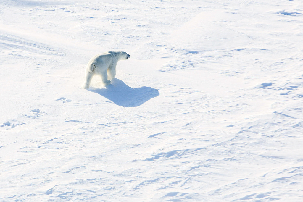 Greenland wants to shoot more polar bears