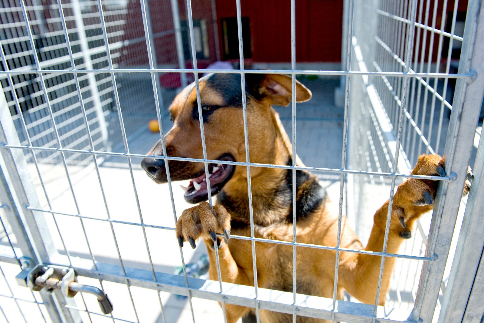 The Dog Shelter: More Dogs Have Unclear Background