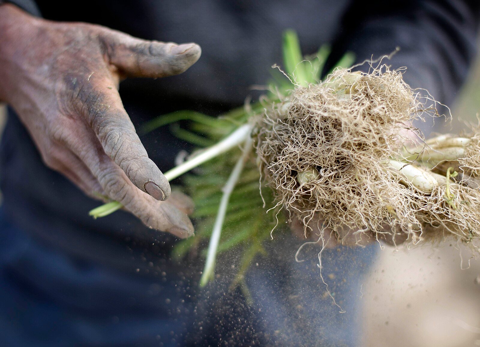 Stole 200 kilos of spring onions – due to the weather