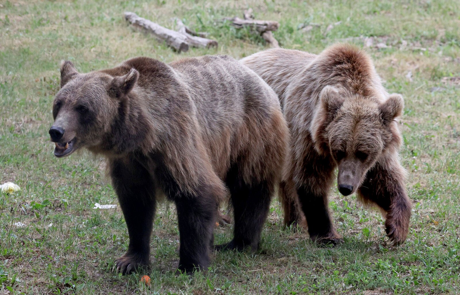 Sweet-toothed bear lured out of store