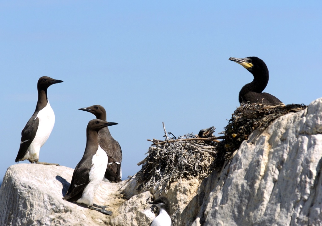 Watch the guillemot chicks' first dramatic weeks