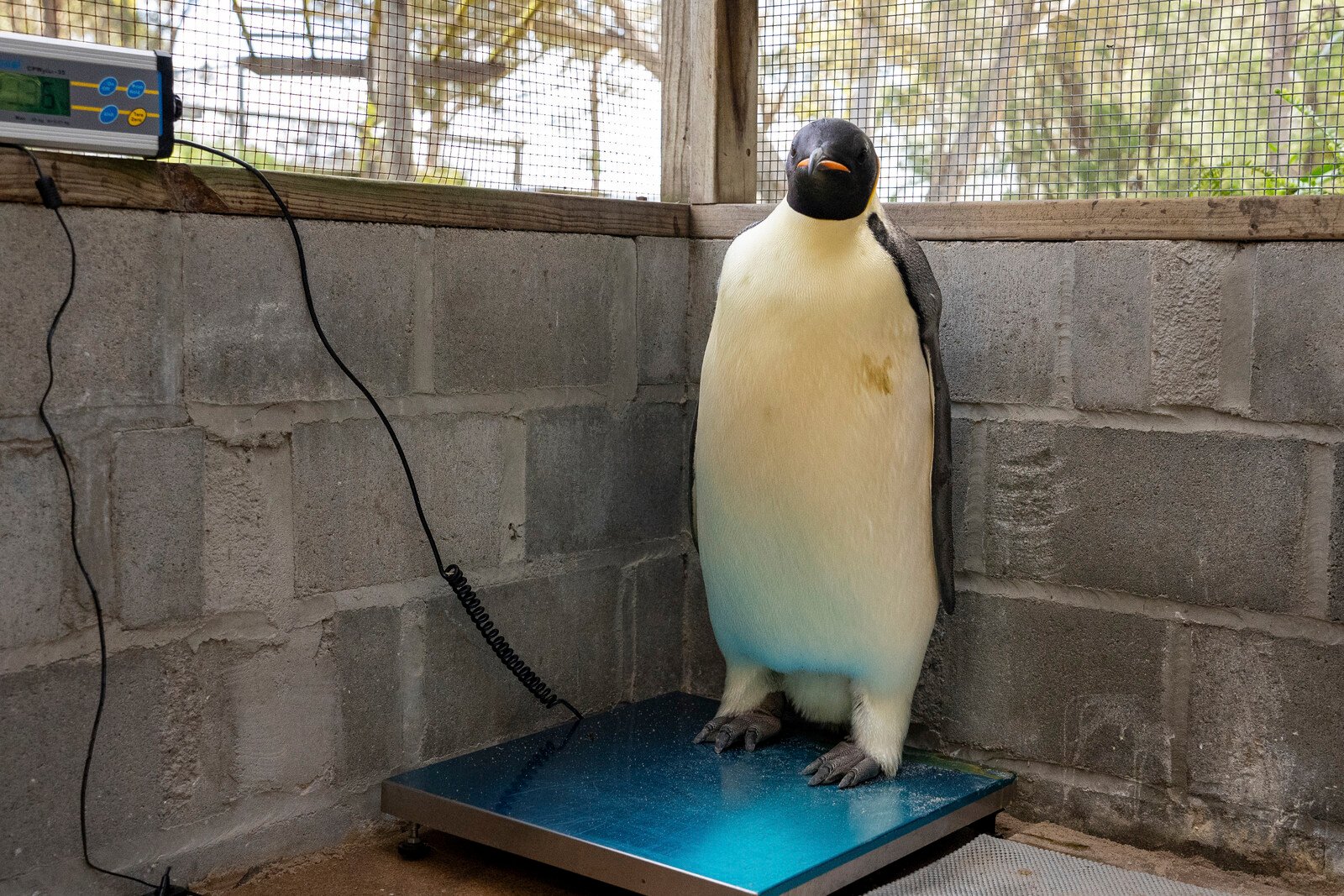 The Emperor Penguin Gus Made a Record-Breaking Journey: "Shock"