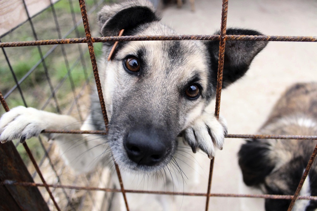 123 dogs taken into custody – lived in misery