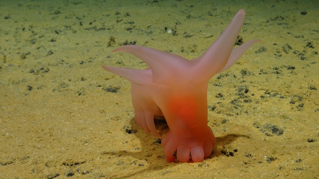 

Pink Sea Pig Found in the Depths – "You're Left Speechless"