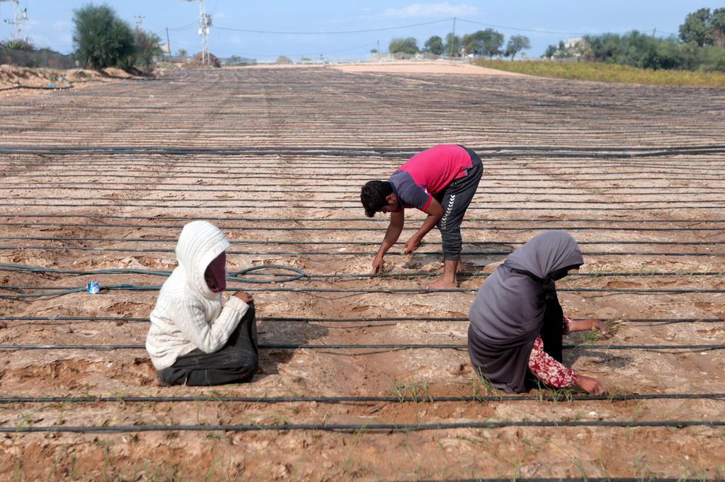 Important Lifeline Destroyed – Gaza's Crops Destroyed