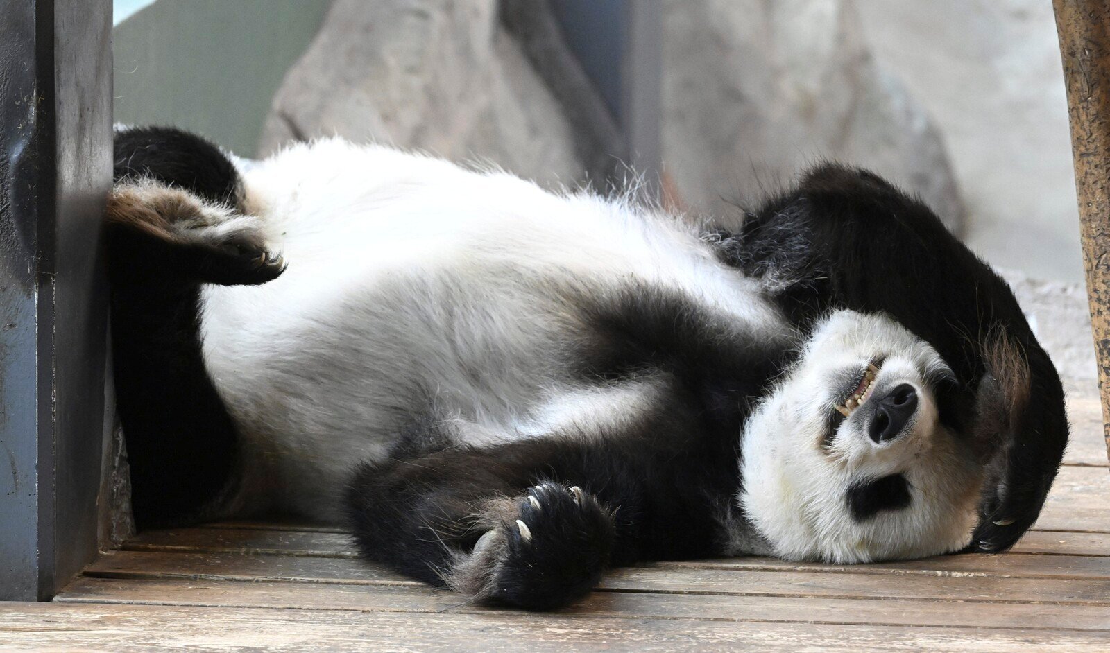 Finland's panda pair flies back to China