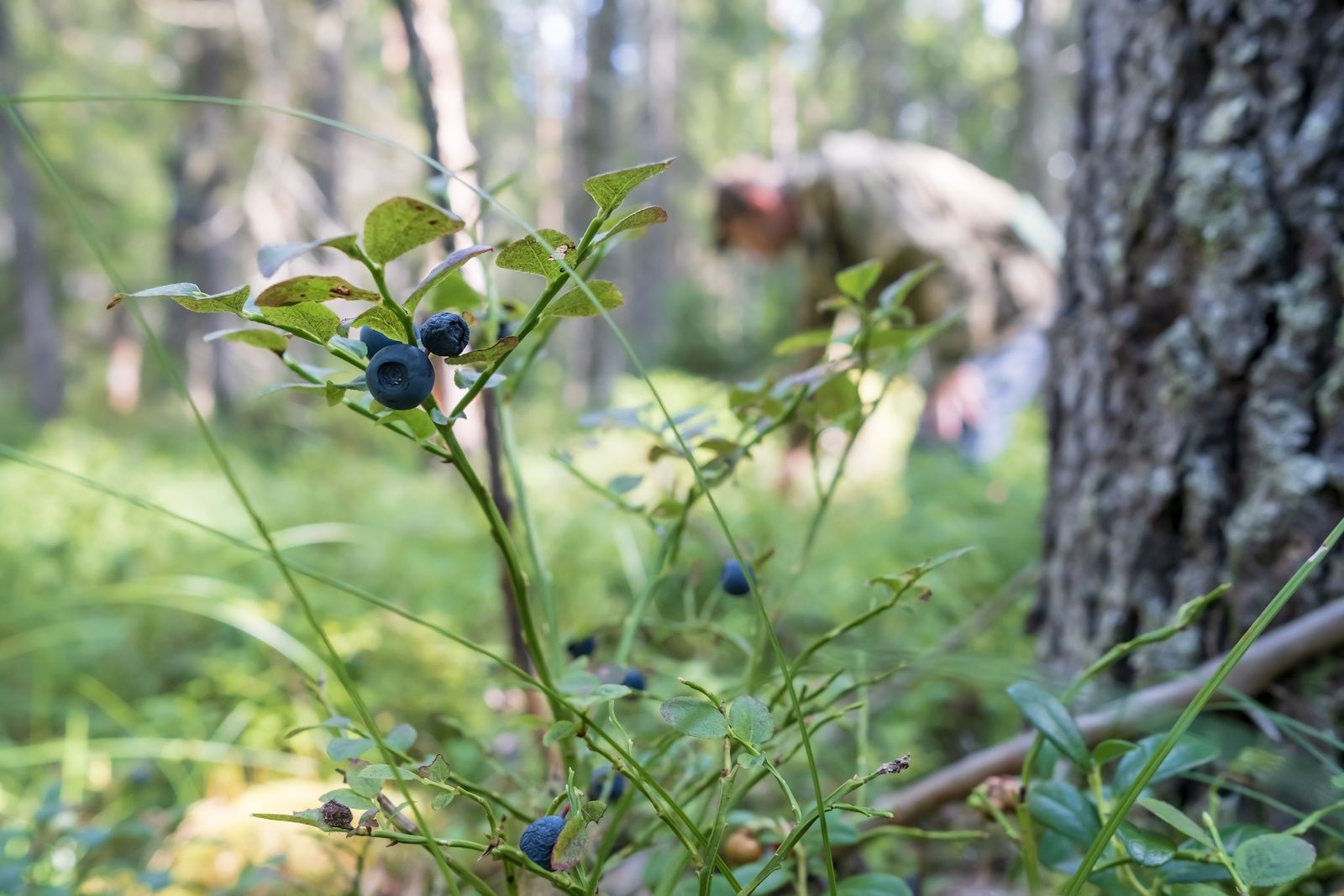 Pick berries blueberry