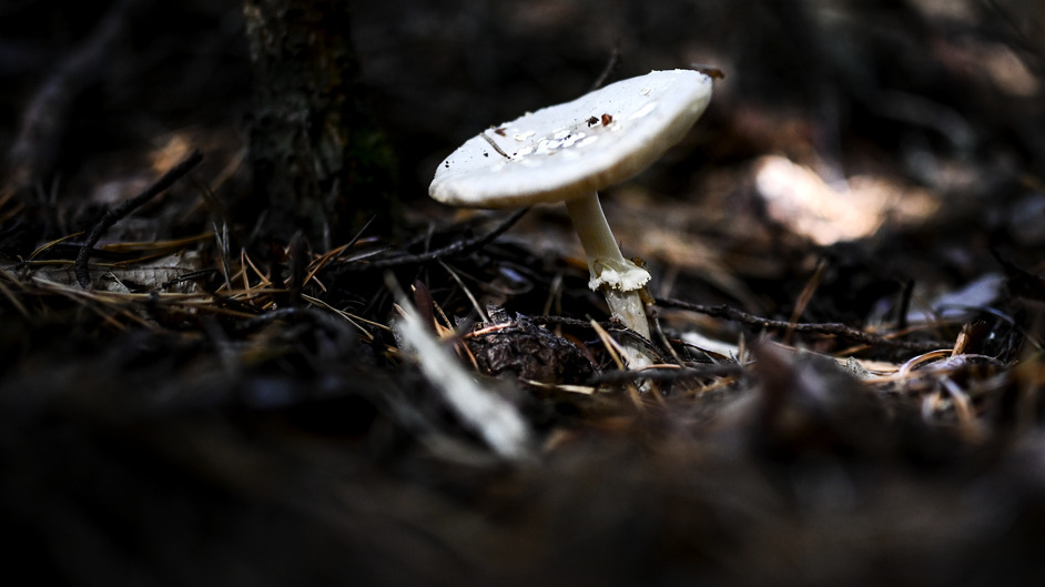 A Mushroom in the Bag – How to Avoid Poisoning