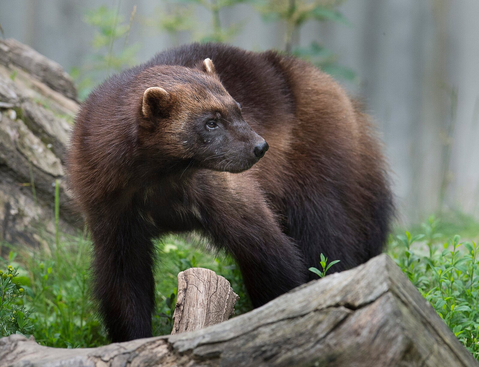 Now Wolverines Can Be Hunted Again