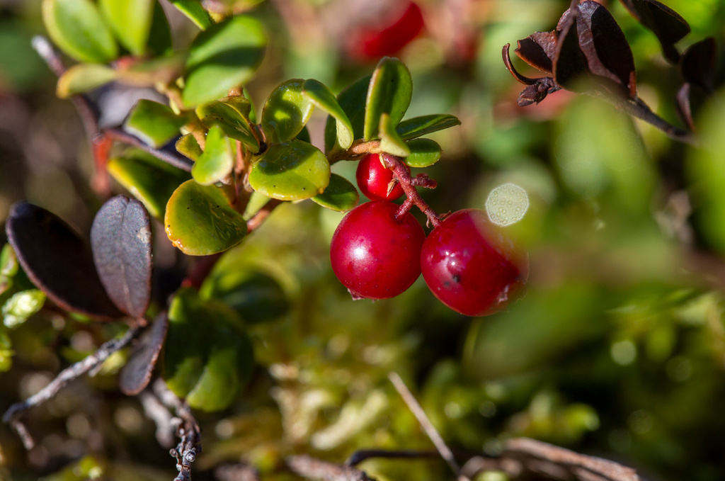 MSB's advice in crisis: Find food in nature