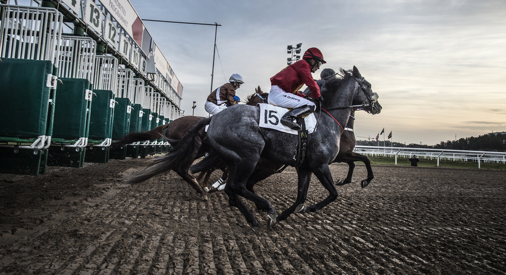 Accident in starting gates stopped gallop racing