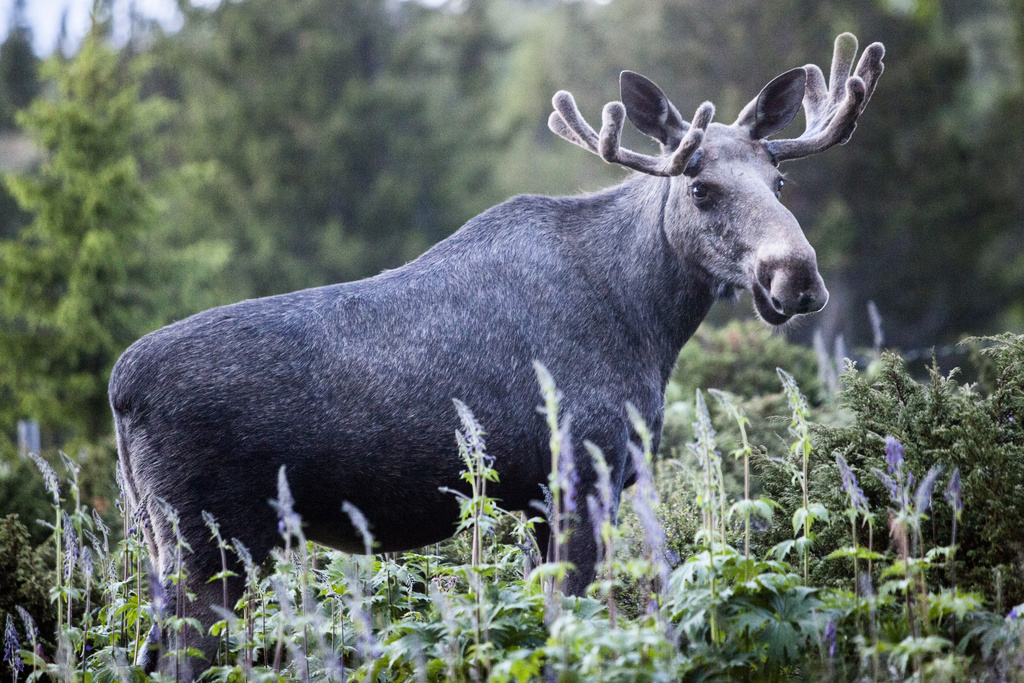 Great concern for the elk population: "We have reached the bottom"