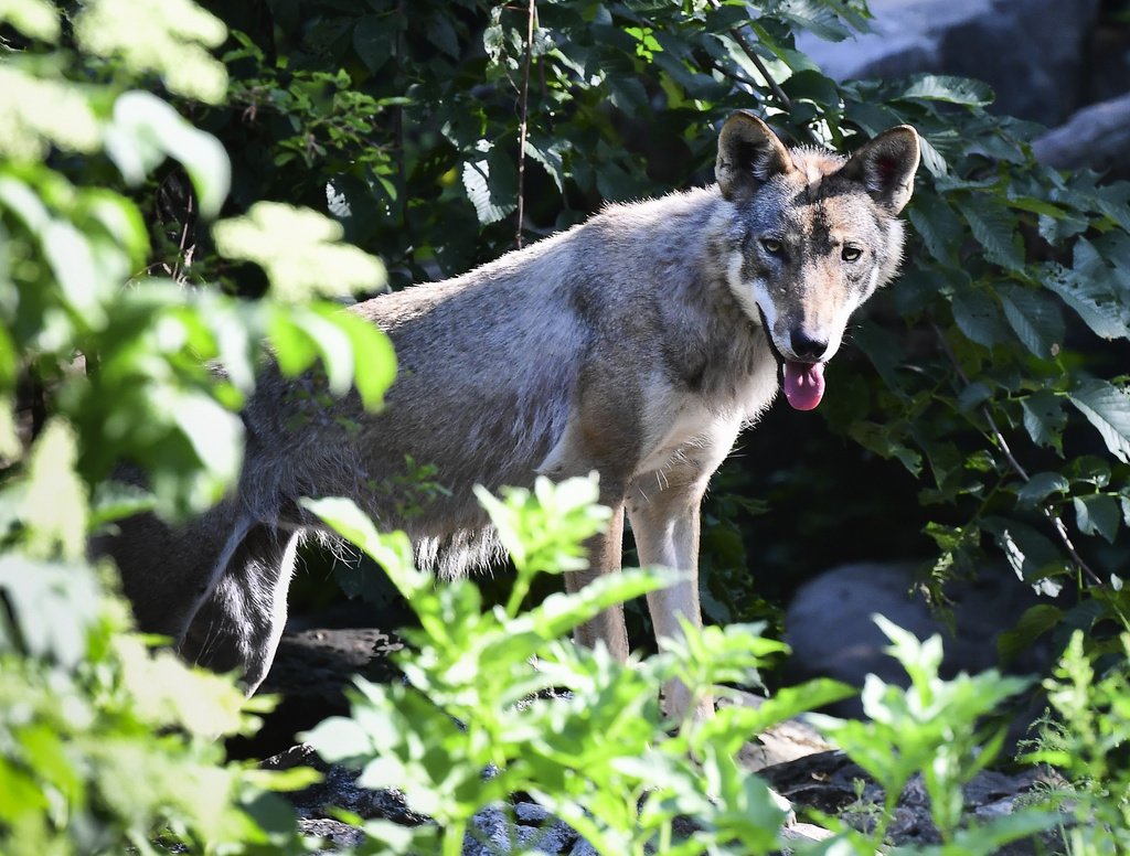 Wolf sightings force school to cancel activities