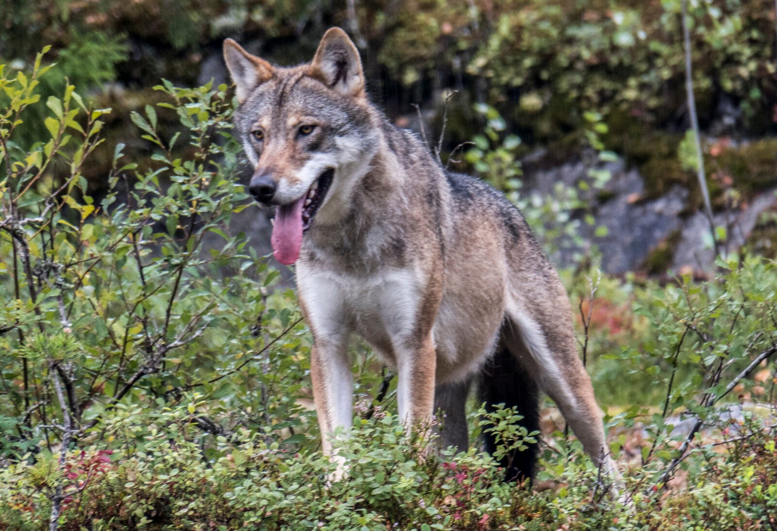 Genetically important wolf has settled in Dalarna